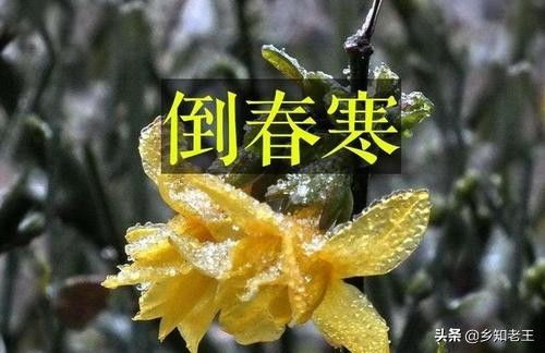 丹参育苗，春季倒春寒的应对之道