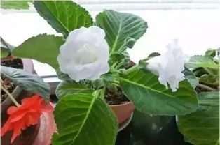 化学药剂：梨锈病的克星