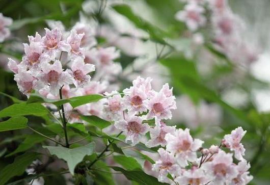 金银木：蜜源和药用价值兼备