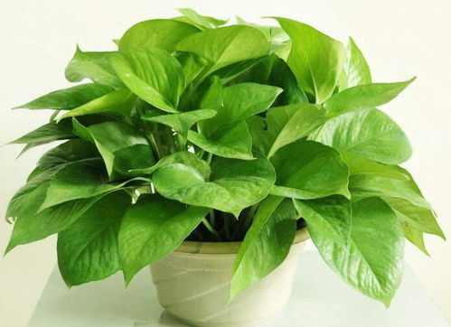 绿植浇多菌灵，防治病菌有妙招