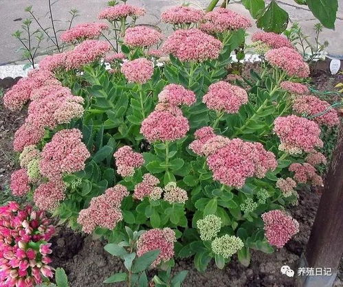 石蒜兰（Graptopetalum）