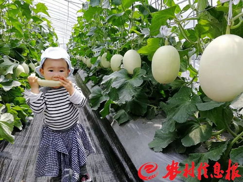创新西甜瓜种植良种培育技术