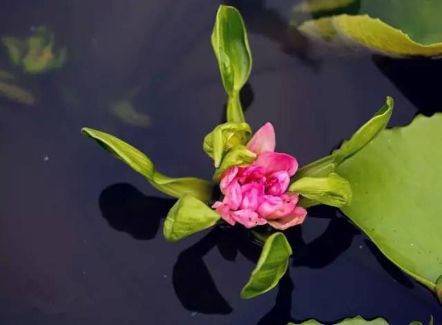 子持白莲养护秘籍，花开爆红养植宝典