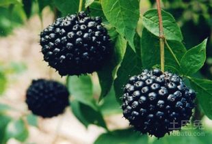 刺五加藤：接地气的耐寒之王