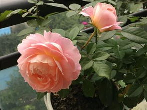 藤本月季品种：打造独特花墙