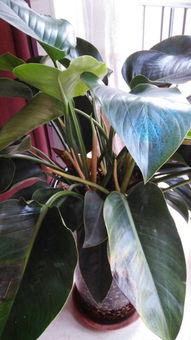 大叶花卉的奥秘世界