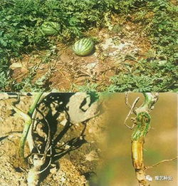 西瓜常见虫害大揭秘