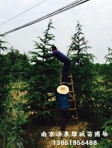 雪松， 那绿色的巨人