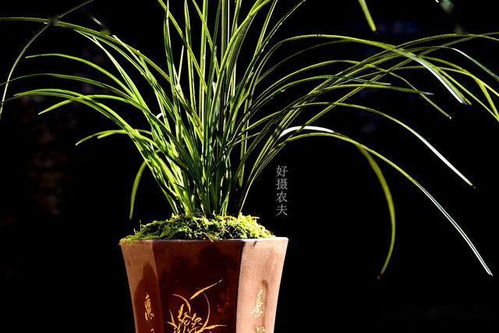 君子兰花用什么土壤和肥料混合栽培才能提高存活率和开花效果