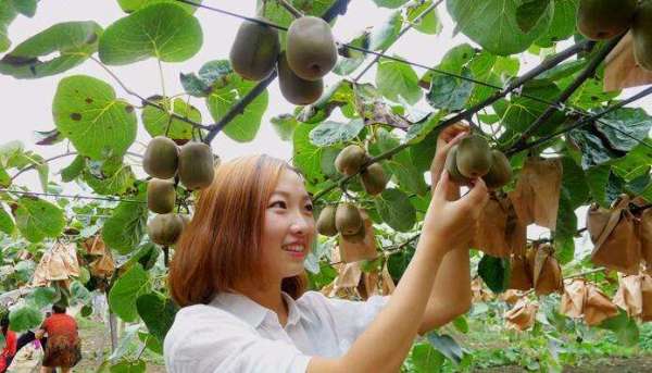 白果最佳采摘时间为秋季，采摘后需妥善保存以保持其品质