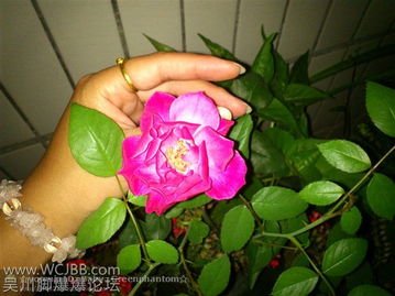 玫瑰花品种的差别