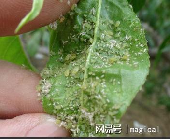 桃树防治蚜虫的最佳生物防治方法是什么