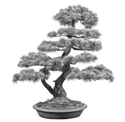 五针松浇水的小秘密，你get了吗？