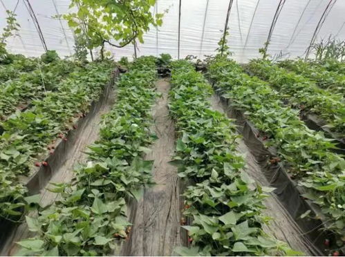 红薯地套种时如何根据土壤和气候条件选择最适宜的作物品种以最大化收益