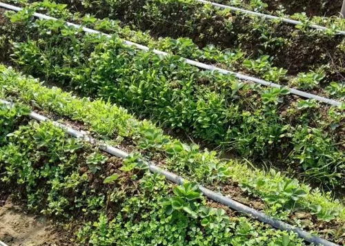 高效盖草能，强力除草