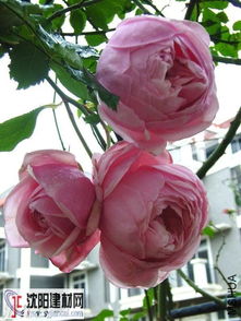 圣埃泽布嘉月季简介