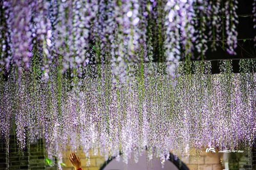 紫藤，别名多多的植物