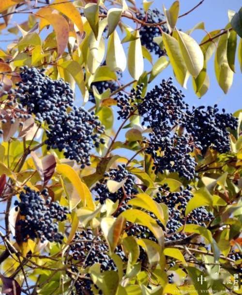 栾树的四季之美