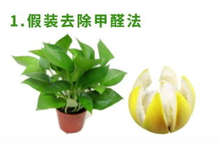 如何高效清除养花中的害虫？哪种方法最安全有效