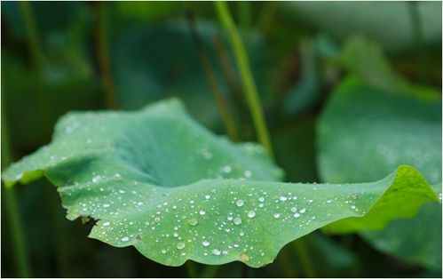 水生植物养护攻略：选对植物， 让水景梗生动