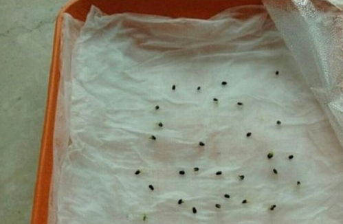 种子不发芽怎么办？试试这几个催芽方法