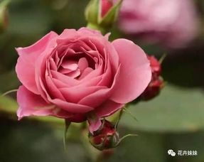 摩纳哥公爵， 复色月季