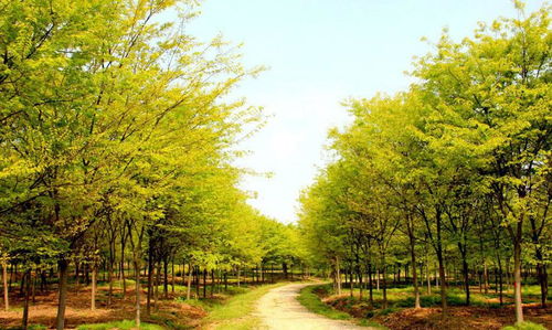 为什么榉树不适合种植？