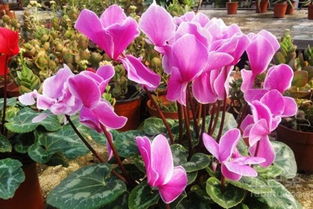 播种方法：细心呵护