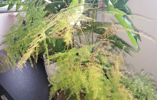 文竹品种图鉴中，哪种文竹适合在北方干燥环境下养护
