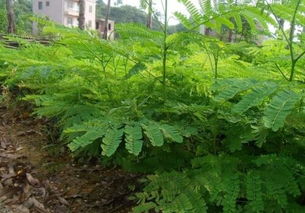 凤凰树种植要点：选择适宜土壤