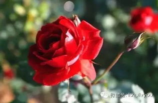 第一步：选好材料，就像找对象一样