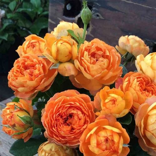 雅各布的长袍月季，花园中的璀璨明珠