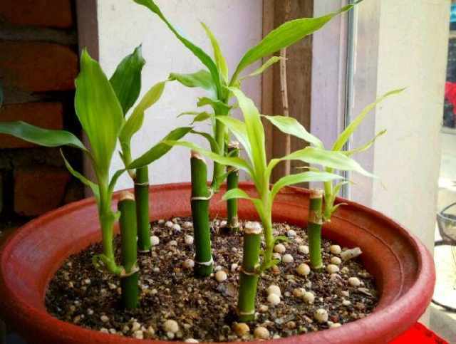 土壤的秘密：透气性