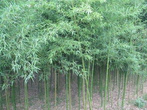 文竹之韵中，如何更好地探寻文竹之美