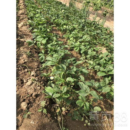草莓种植时间讲究，什么时候种植成活率高