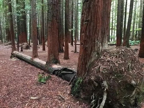 树木水浇多了怎么办？如何避免根部腐烂