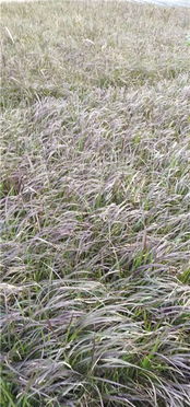 粉黛草什么时候播种最适宜，以及其种植和养护需要注意哪些要点