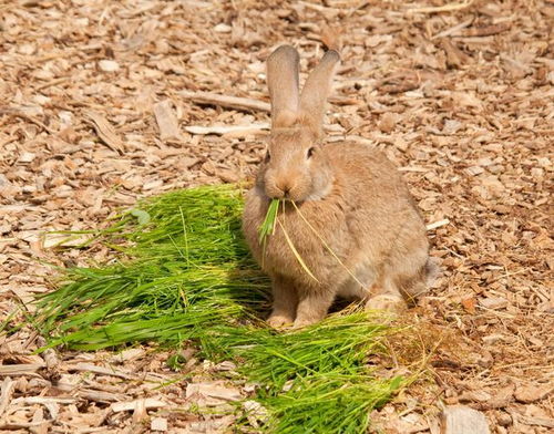 第二步：土壤要松软， 摇钱草才嫩扎根深