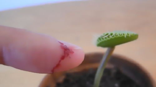 食蝇草怎么养？冬天怎么办