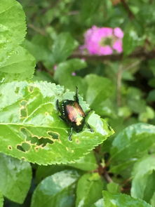 蔬菜叶子遭虫咬，咋办？