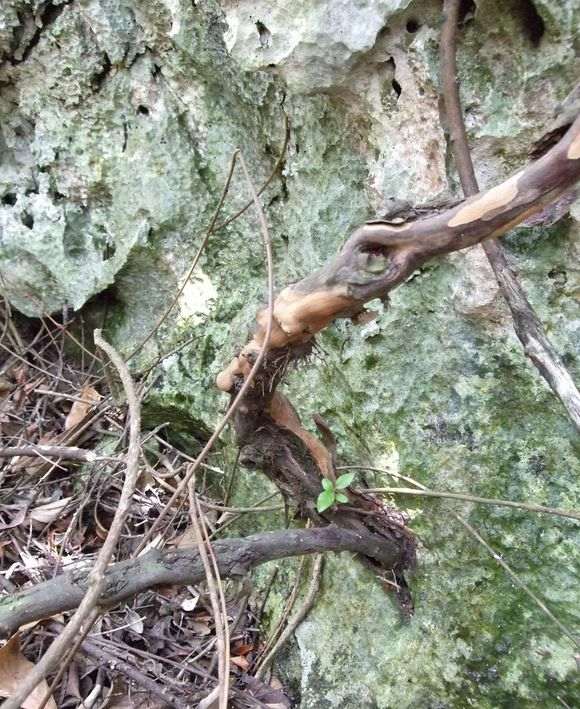 挖雀梅下山桩，真是大工程啊！