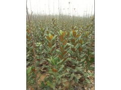 南阳白玉兰小苗基地的灌溉与施肥之道