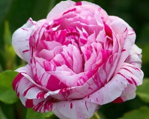 外观，奥斯汀花形，绿色晕开是层层叠叠的