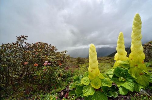 高山上的绿色精灵