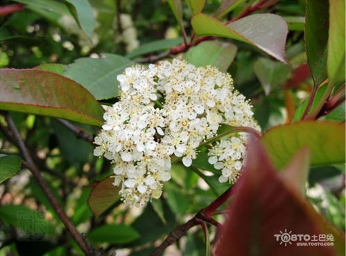 火焰红：红色火焰， 热情似火