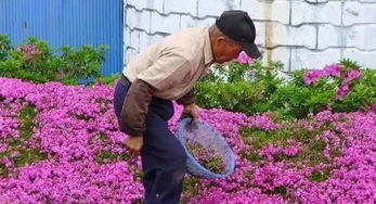 配土秘诀，老花农的黄金配方