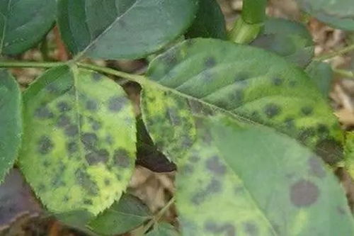 黑斑病识别， 及时处理