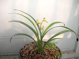 黄铜钱草四大美品，爆款花卉必备！