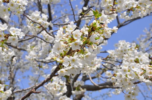 晚樱， 浪漫的舞者