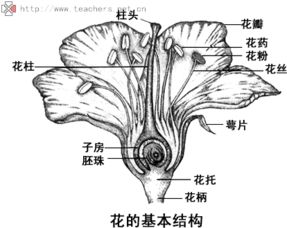雄蕊有花药吗？雌蕊有子房吗